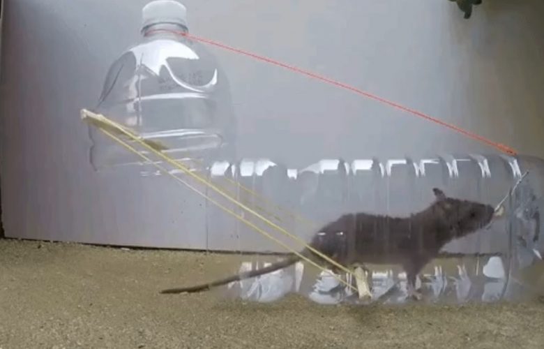 Make your own smart mouse trap with plastic bottles